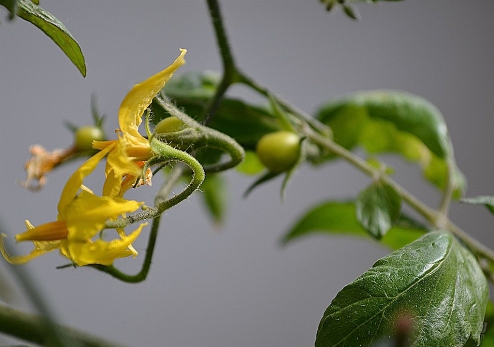 【【原创】自己种植小西红柿】_重庆论坛图片