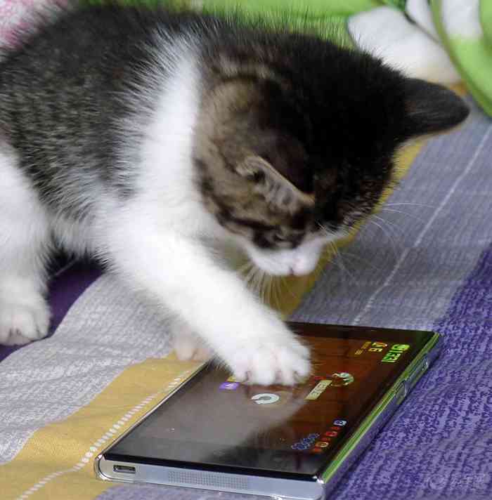 【【家有天使】爱玩手机游戏的小猫咪】宠物当