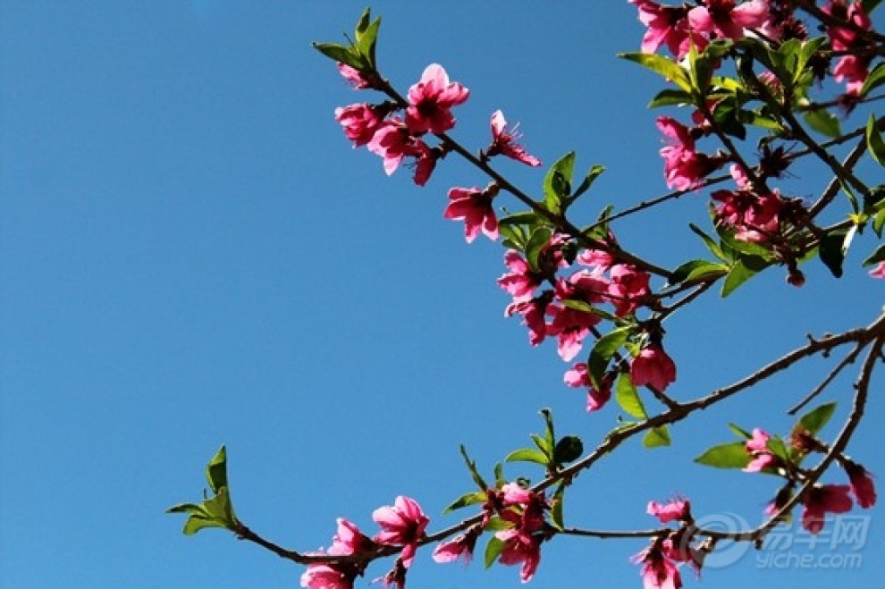 【逍遥客乡间游,桃花节上求好运】_逍客论坛图