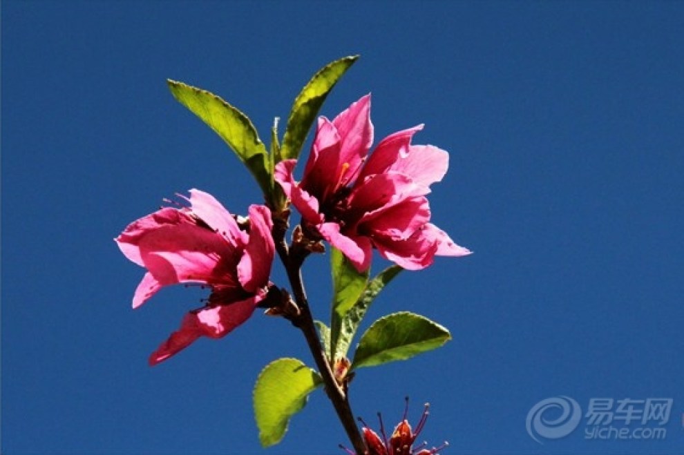 【逍遥客乡间游,桃花节上求好运】_逍客论坛图