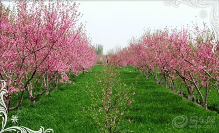 【逍遥客乡间游,桃花节上求好运】_逍客论坛