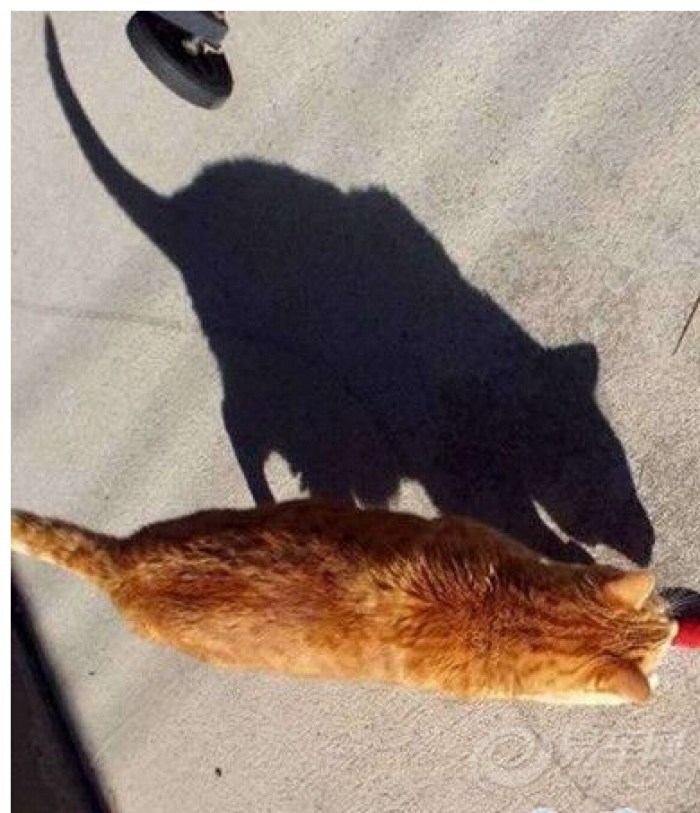 【影子现原形,这分明是只老鼠】_陕西车友会