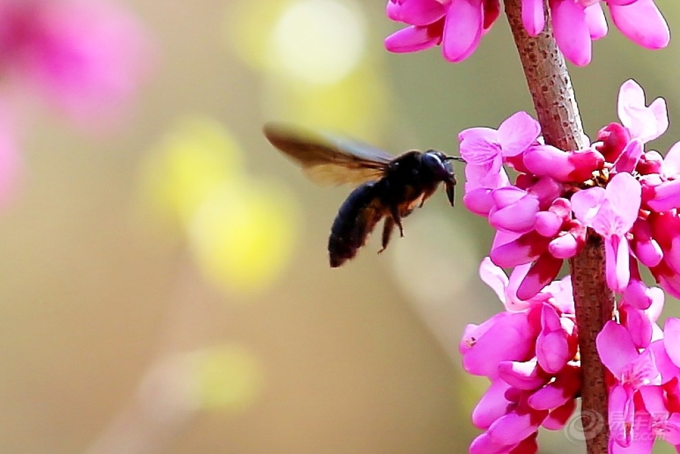 黑大蜜蜂