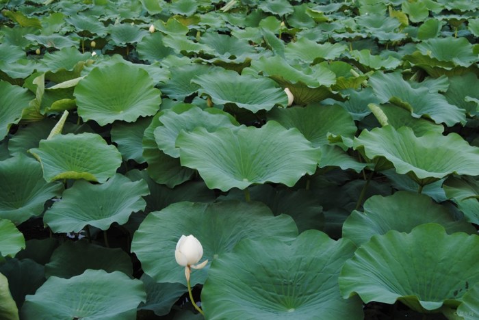 【第八届中国.淮阳龙湖赏荷旅游月我驾小白前