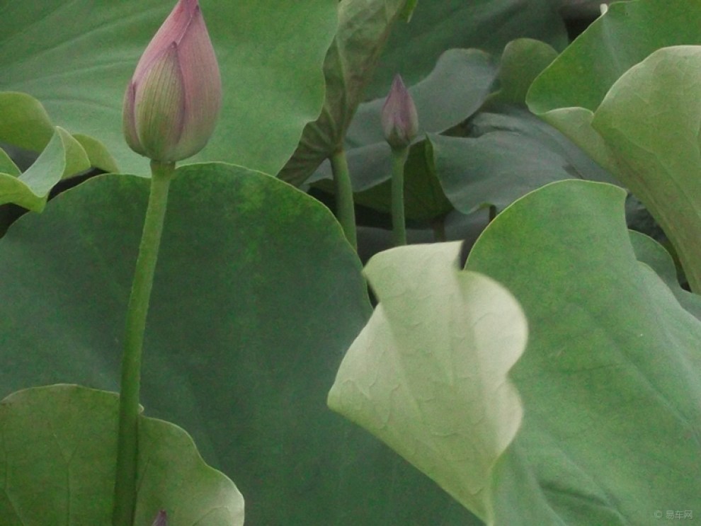 【夏天天热走起池边观赏荷花解暑降温寻美景】