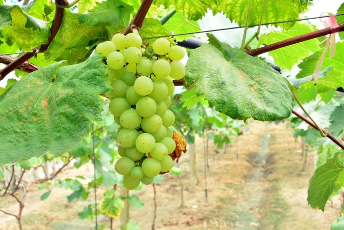 【【无锡车友会】带女儿做义工之鸿山葡萄节义