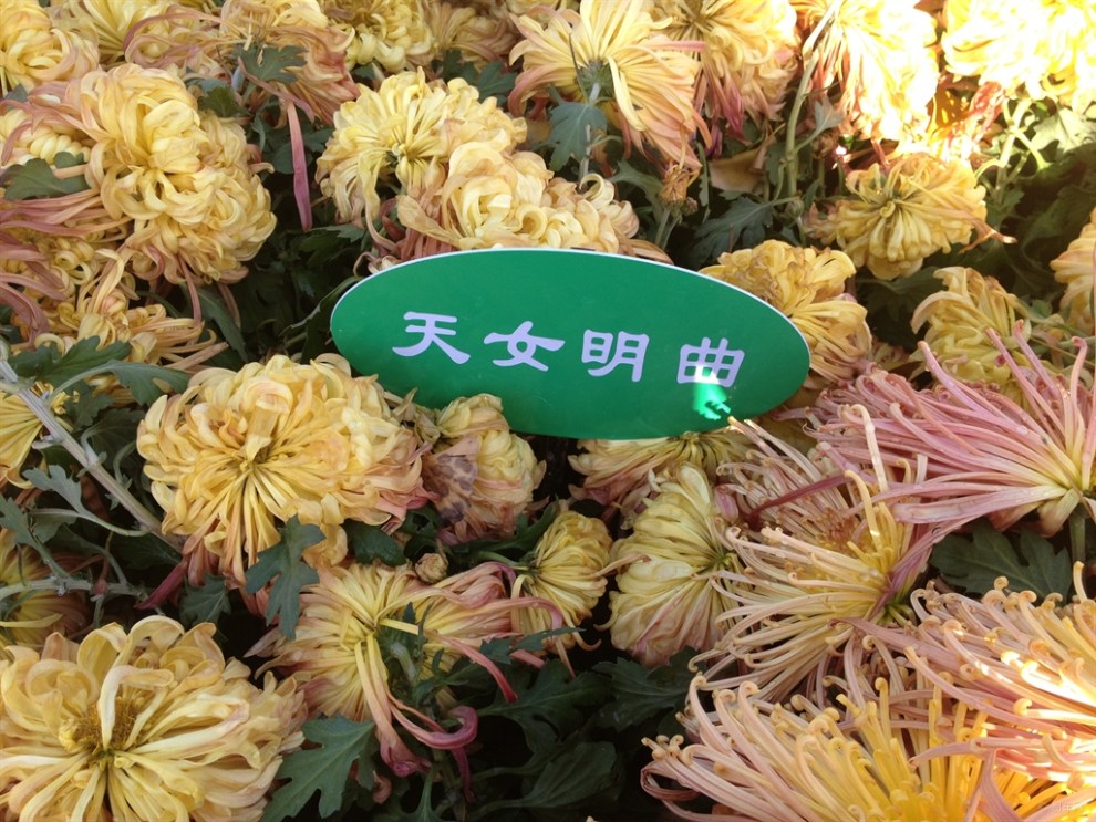 【刘禹锡的菊花的诗句意思是什么】