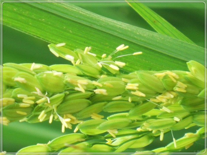 农民用油菜花种出增 700383 - 99kb - jpeg 水稻花的 专业文档