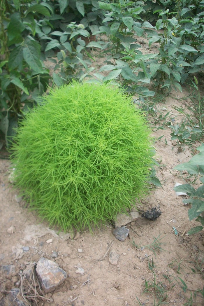 《精华帖大比拼》观赏型扫帚菜