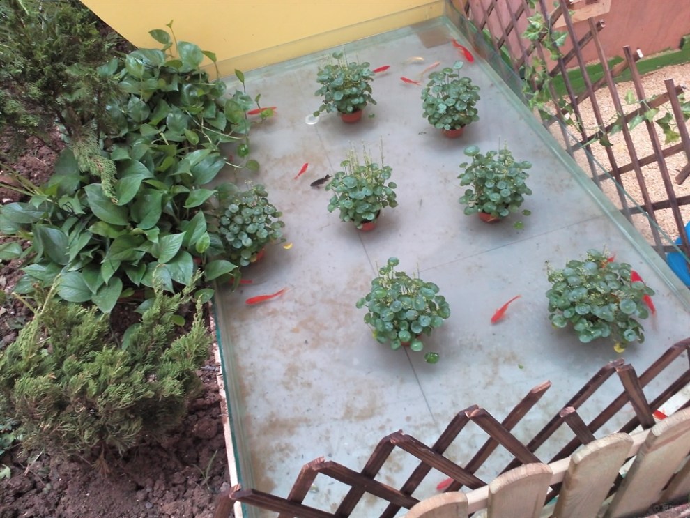 【微型农场】_河北论坛图片集锦