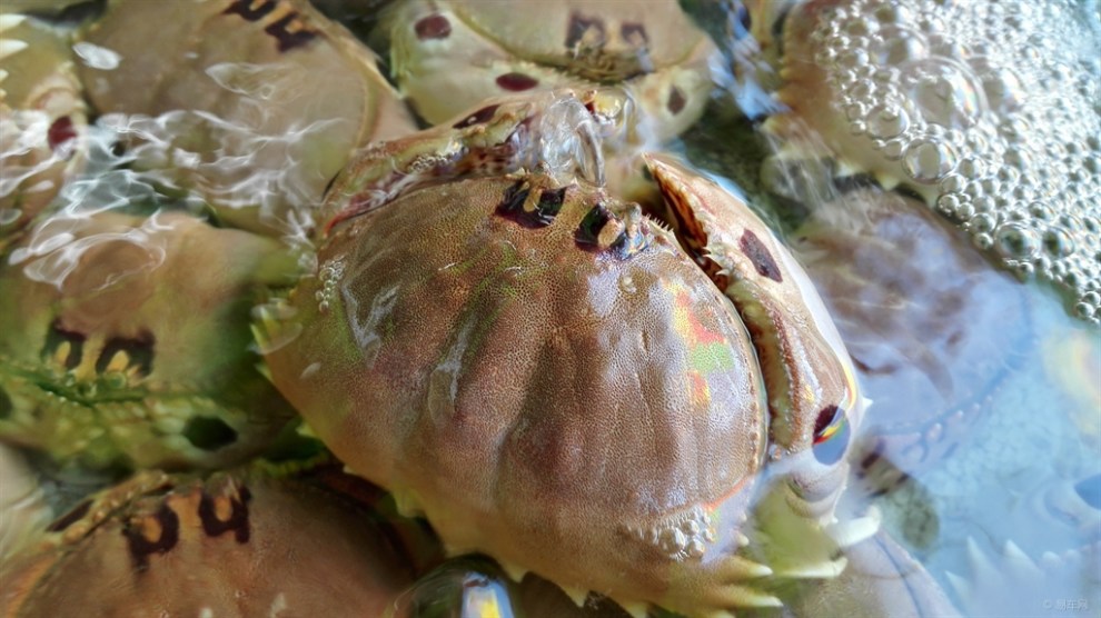 【[原创]在外伶仃岛吃海鲜】_湖南论坛图片集