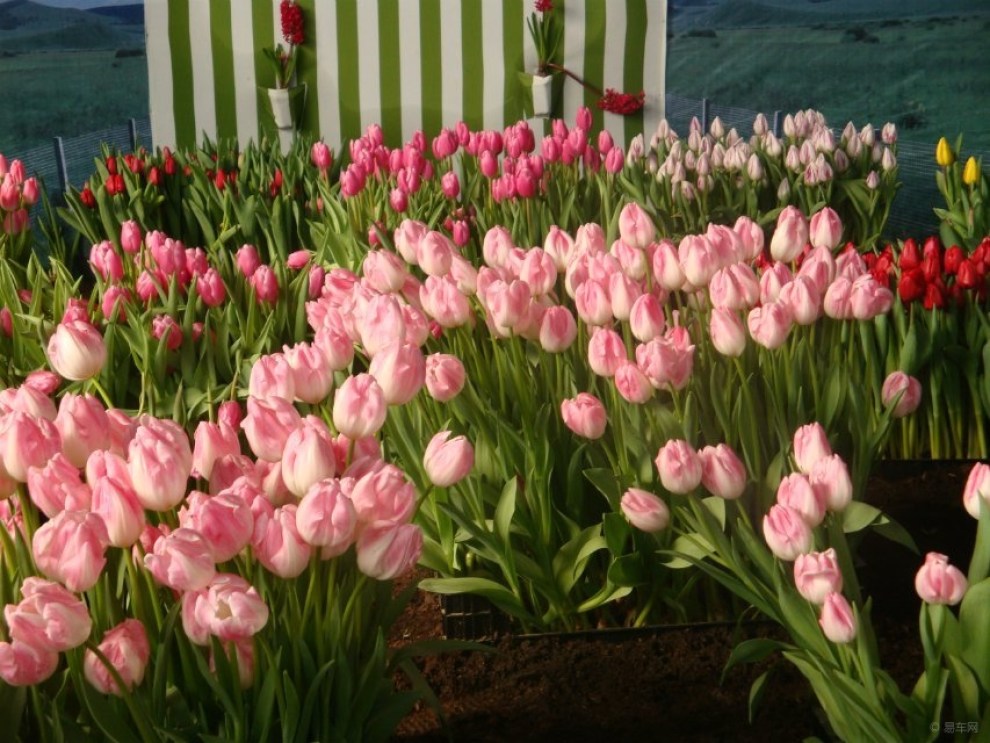 荷兰花卉展