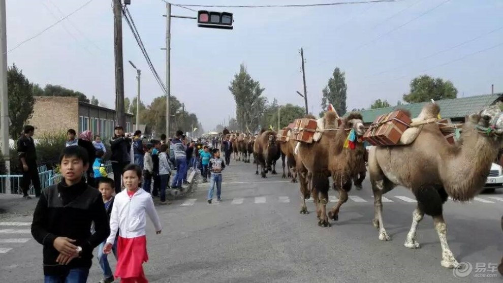 【【原创首发】哈萨克斯坦陕西村万人空巷迎接泾阳茯砖茶丝路驼队】_长城C30论坛图片集锦_汽车论坛-易车网