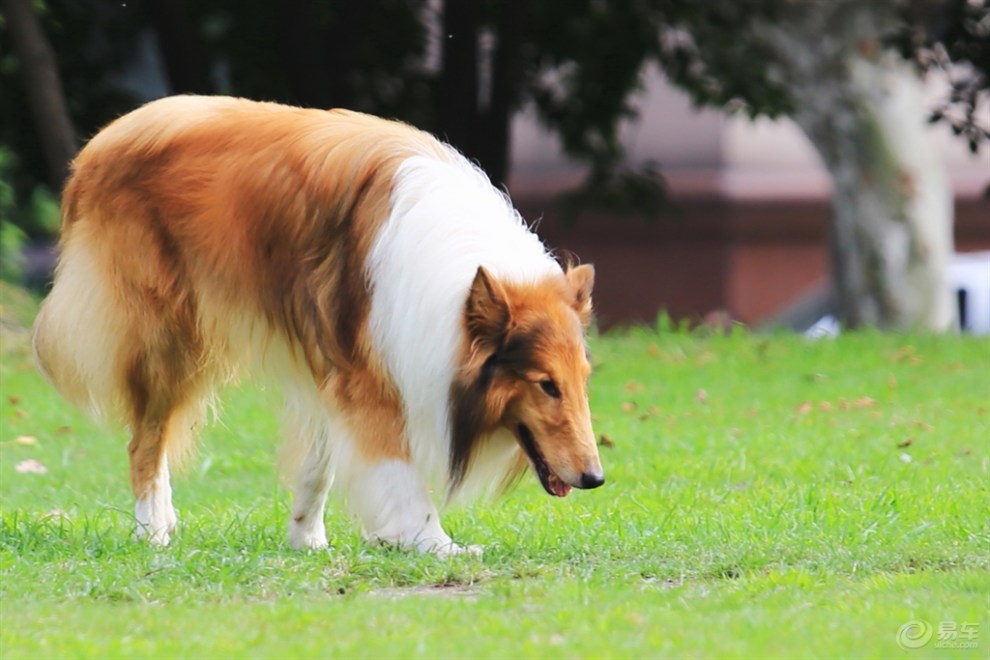 【欢乐萌宠第一季】柯利牧羊犬