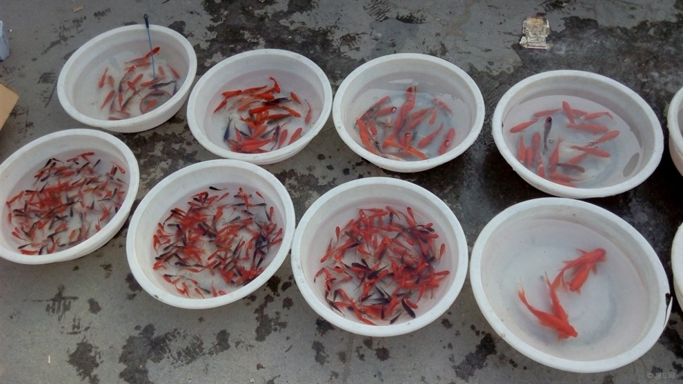 【【每日图说】小锦鲤】_山西论坛图片集锦