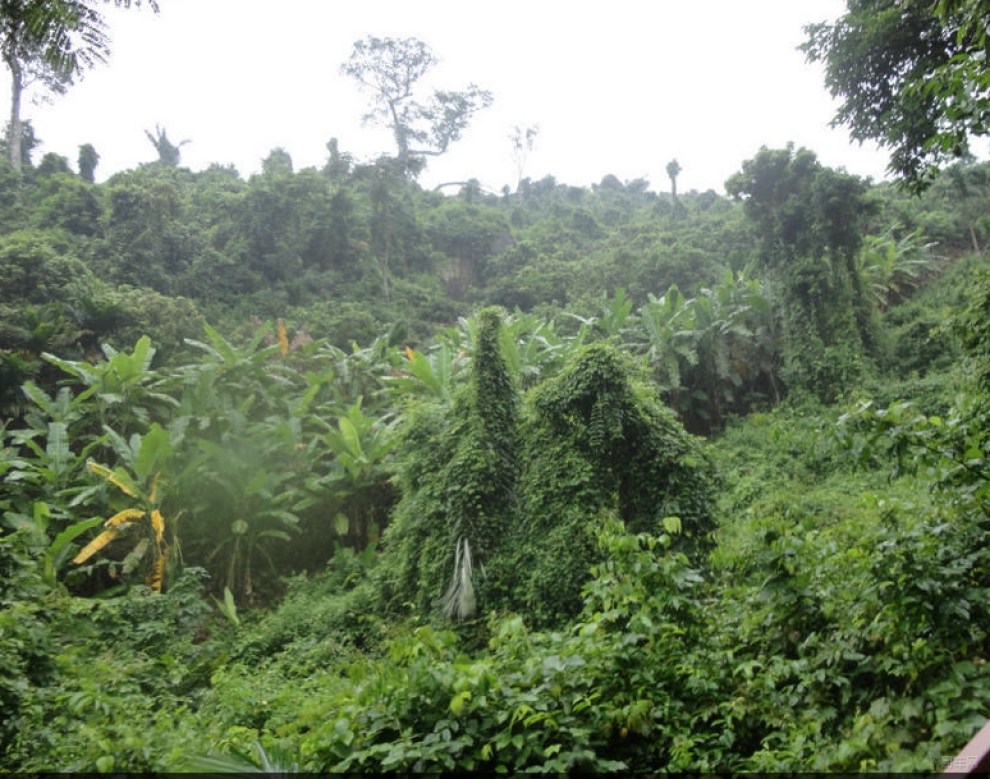 【原创大贴:三亚亚诺达热带雨林风景区景色。