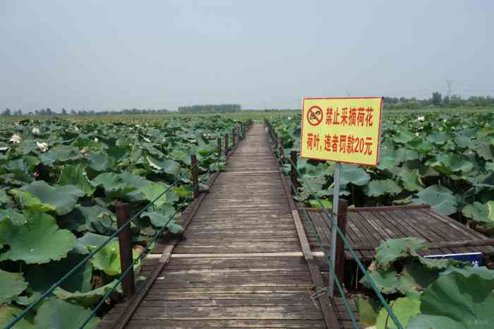 禁止采摘荷花荷叶