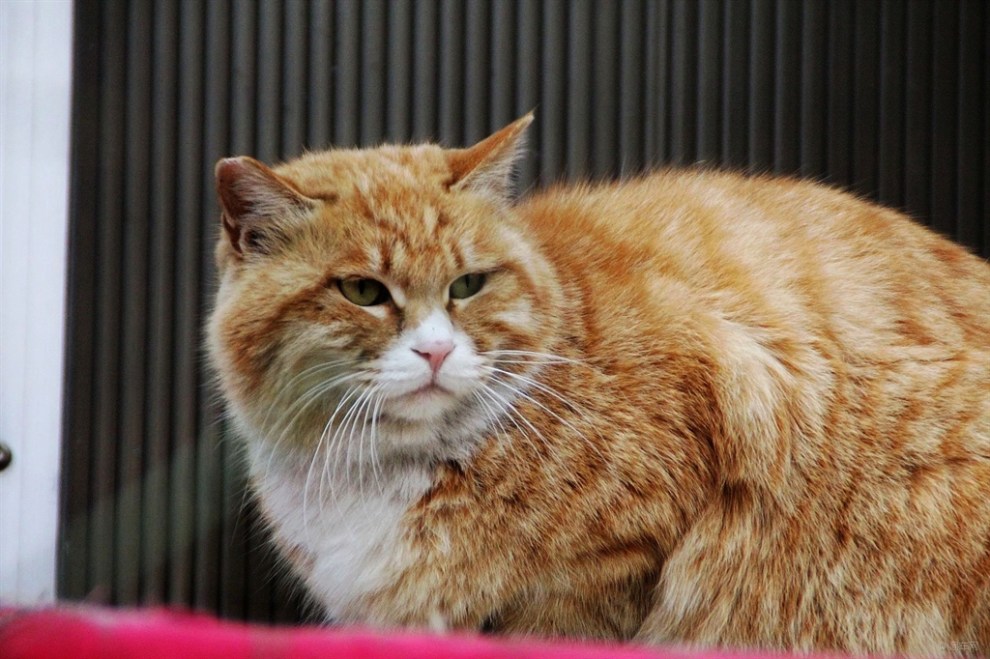 【小懒猫晒太阳。】_宠物当家论坛图片集锦_汽车论坛-易车网