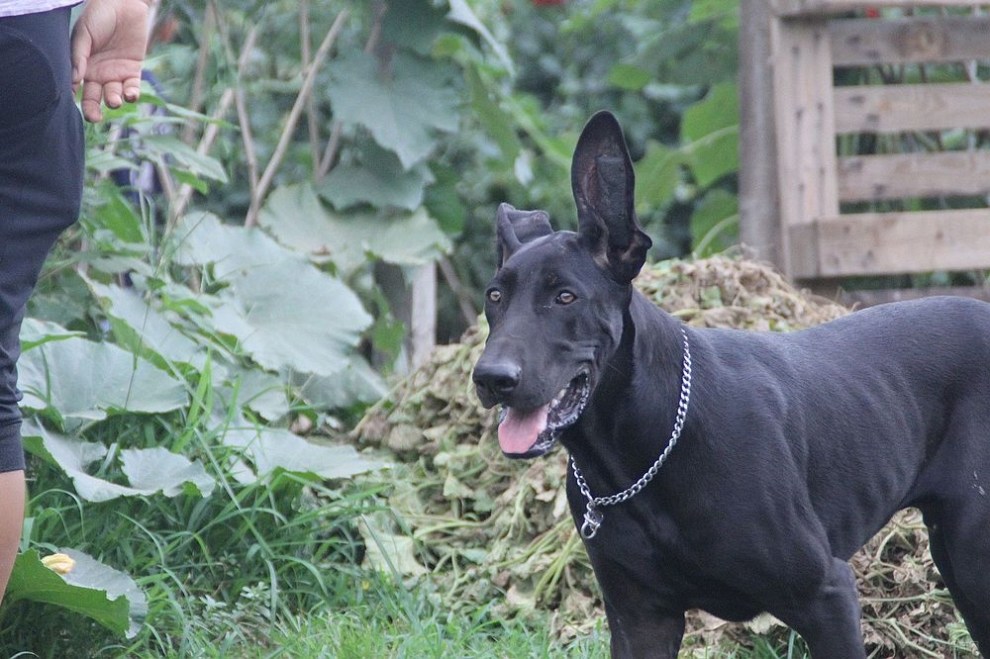 【墨界黑狼与妞妞!】_宠物当家论坛图片集锦_汽车论坛-易车网