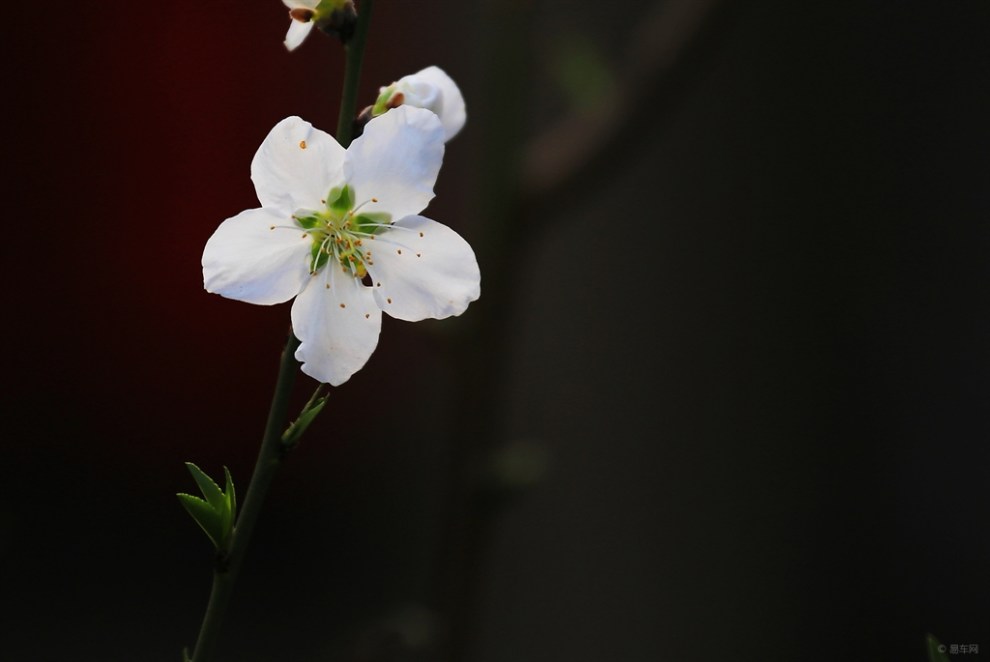 白桃花