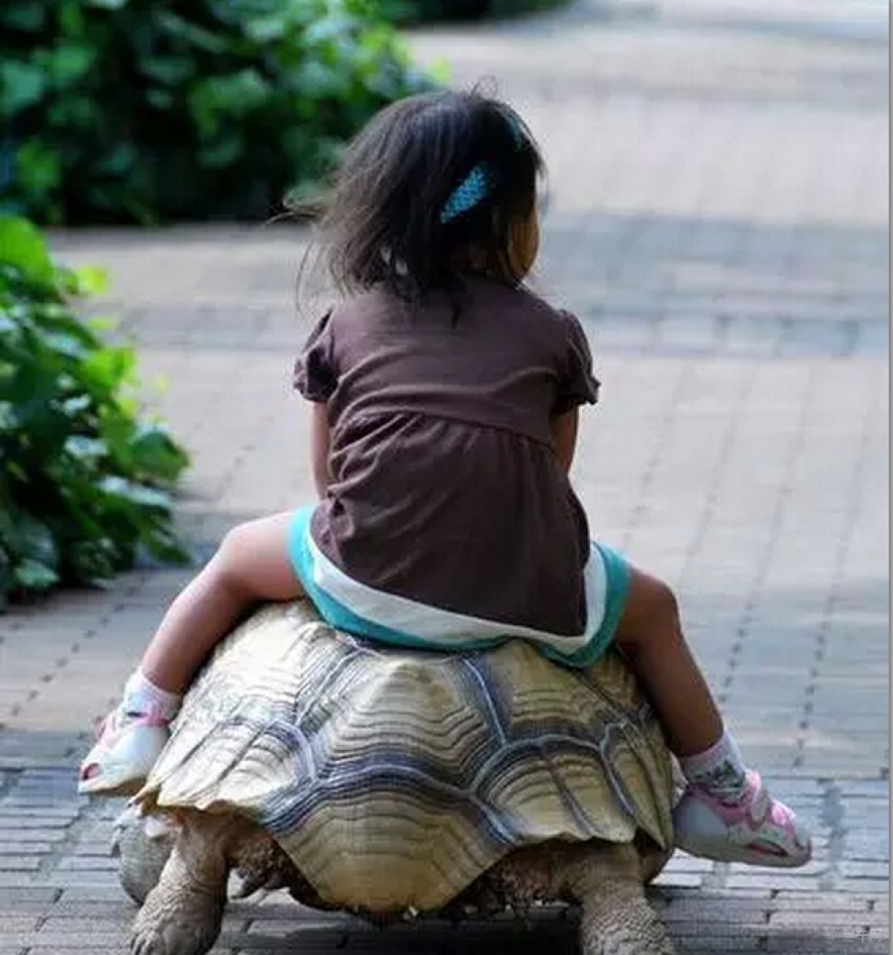 【老爷爷每天遛巨型乌龟:摩擦摩擦摩擦】_山东