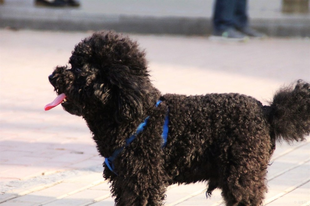 【黑色小泰迪!】_宠物当家论坛图片集锦