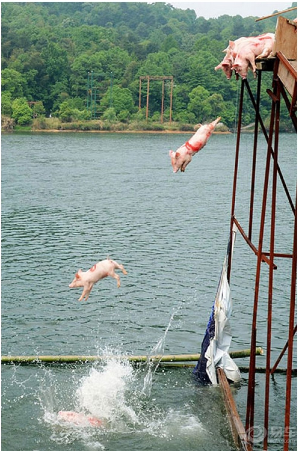 【猪猪跳水比赛】_广西论坛图片集锦