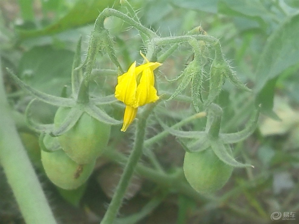 【原创】番茄开花结果了