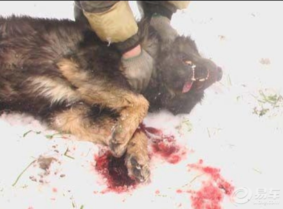 【高加索犬对决藏獒 高加索犬一击即咬断藏獒