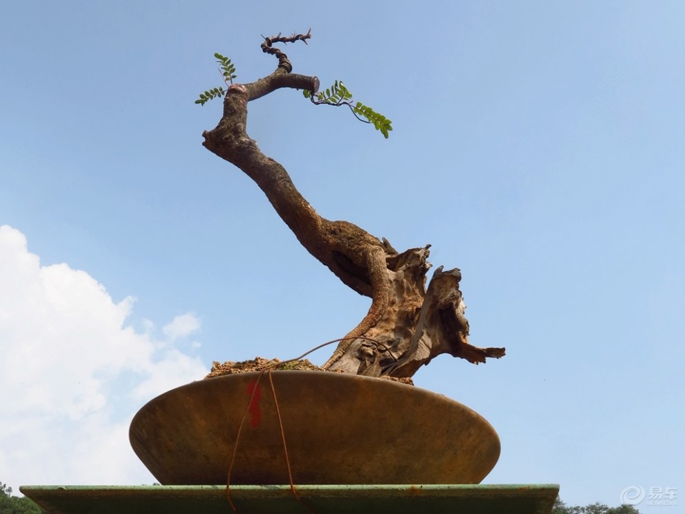 【千姿百态的根艺盆景】_云南论坛图片集锦