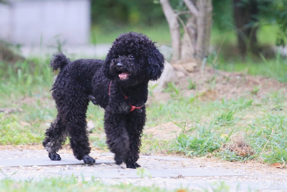 【暗夜精灵黑泰迪】_宠物当家论坛图片集锦_汽车论坛-易车网