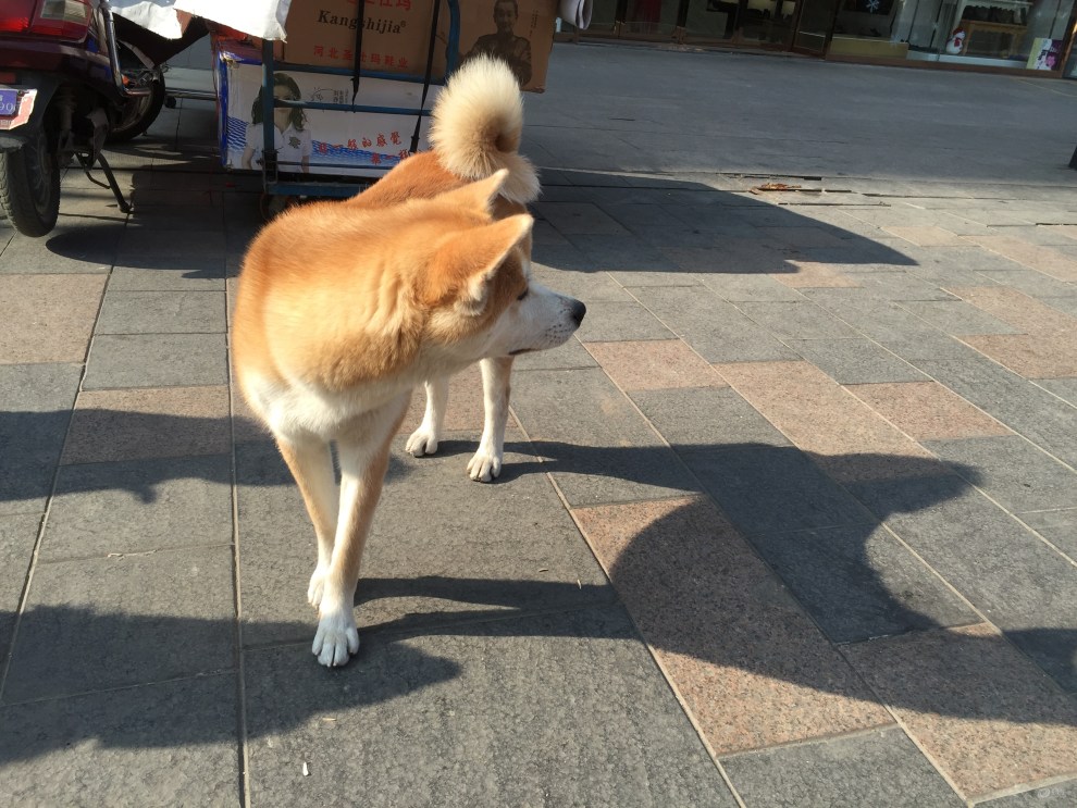 【欢乐萌宠第二季】阳光下的秋田犬