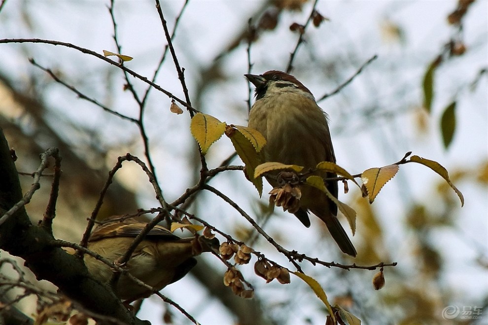 【叽叽喳喳小麻雀】_宠物当家论坛图片集锦_汽车论坛-易车网