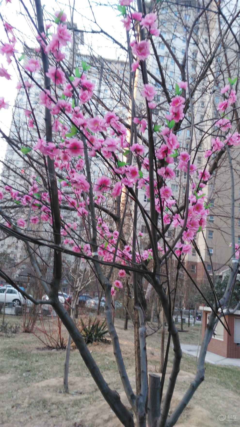 【【过年啦】小区满树鲜花盛开】_北京论坛图