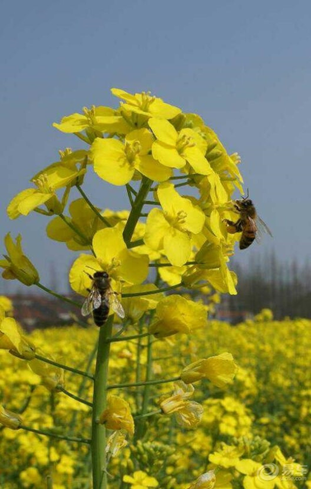 【【三月踏春】春天花会开,蜜蜂忙采花】_湖北论坛图片集锦_汽车论坛-易车网