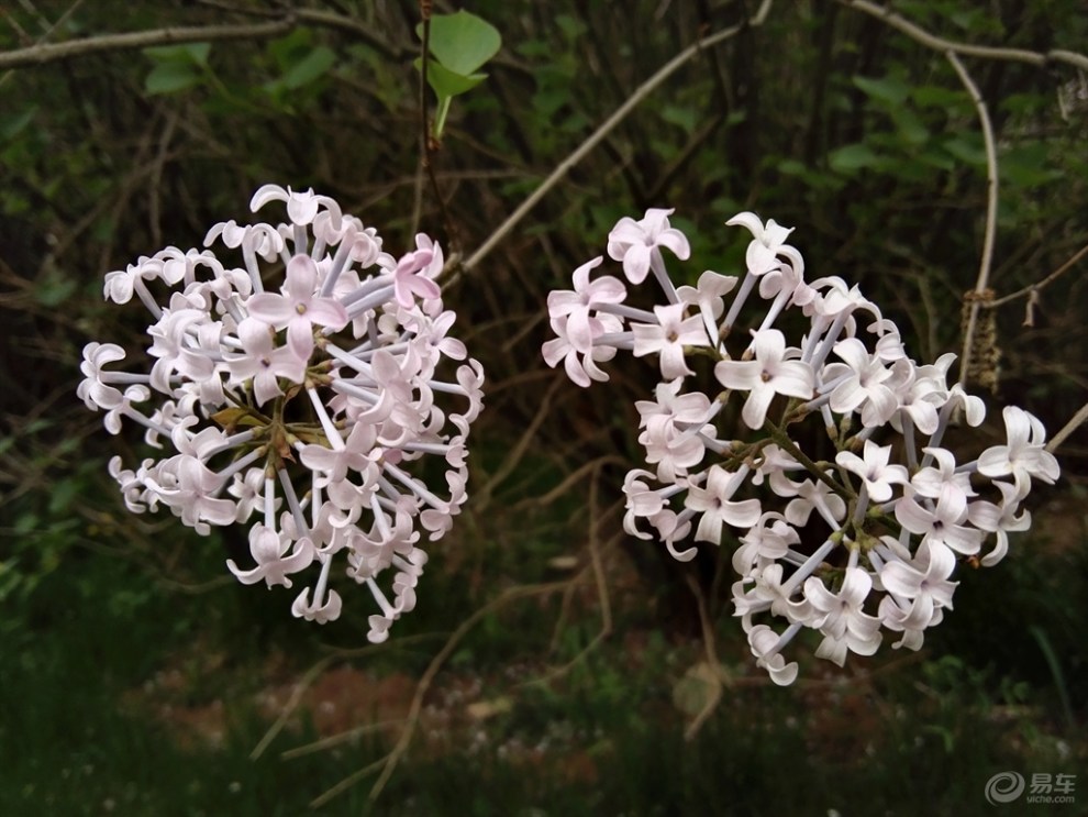 【五瓣丁香】_青海论坛图片集锦