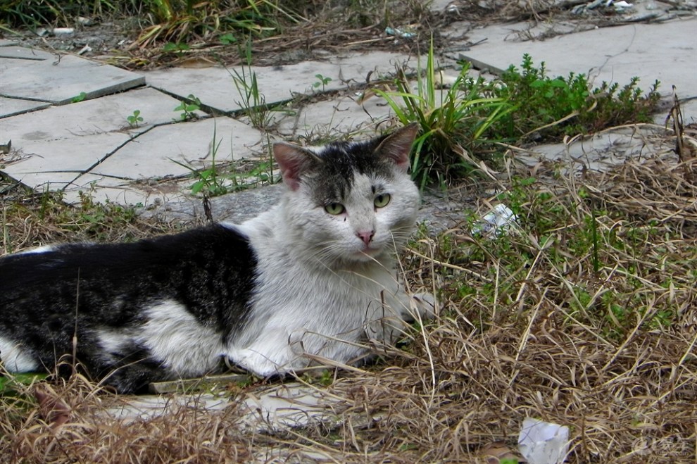 草丛里的流浪猫