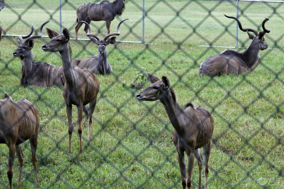 【永川动物园见闻】_贵州论坛图片集锦