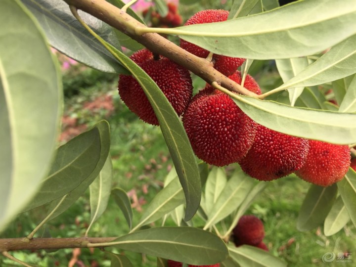 【【四川长安家族】眉山分会 三星杨梅小镇自