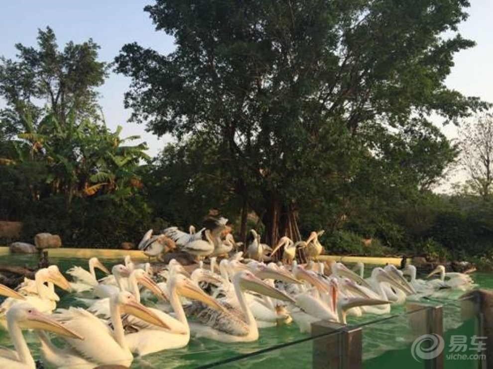 【考完试了,开上雅阁带孩子去珠海长隆玩了一