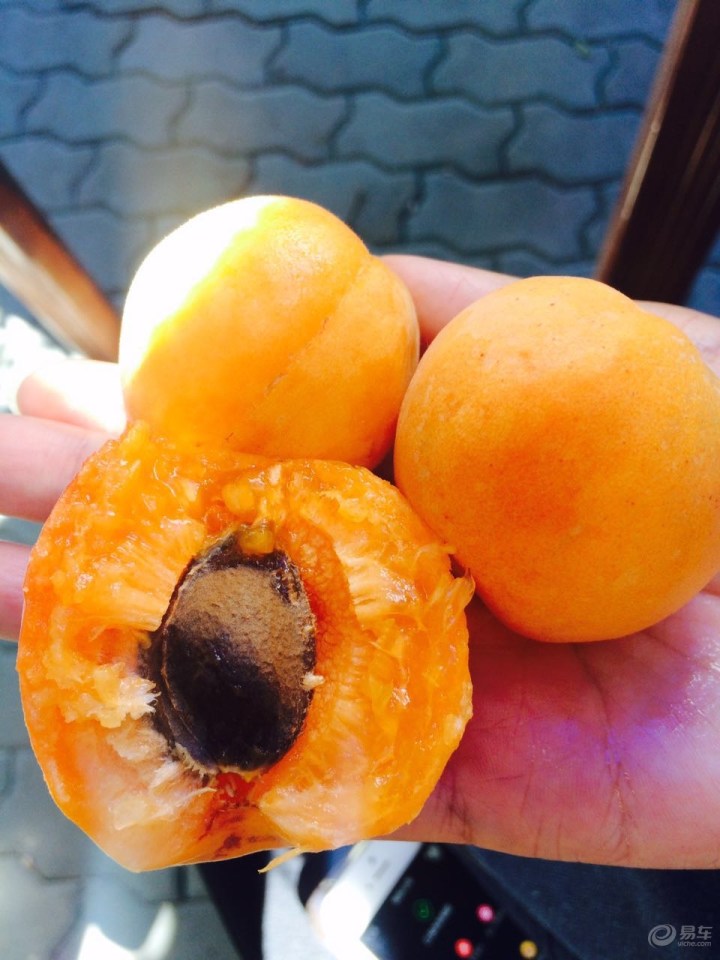 【炎热夏日的清凉之旅--采摘烧烤一样都不能少