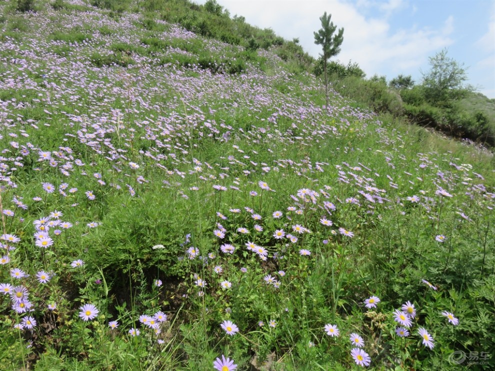 【踏花归去马蹄香】_河北论坛图片集锦