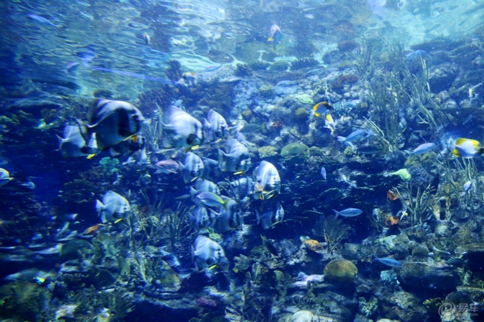 【【英朗】香港海洋公园之海洋奇观】_广东论