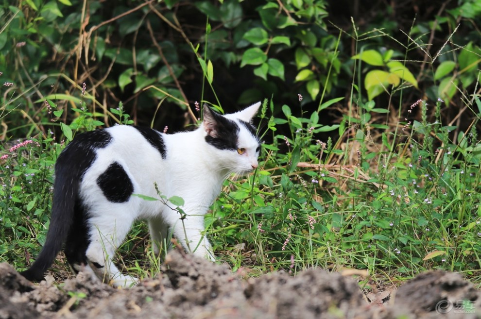 【玩耍的黑白花猫】_安徽论坛图片集锦_汽车论坛-易车网