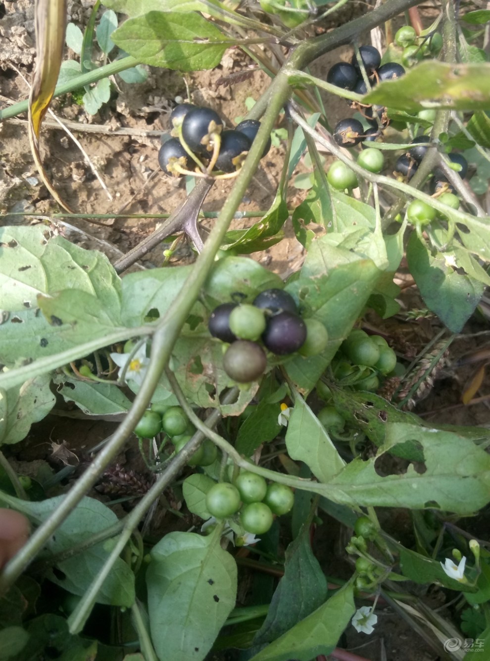 【野茄子】_安徽社区图片集锦_汽车论坛-易车网