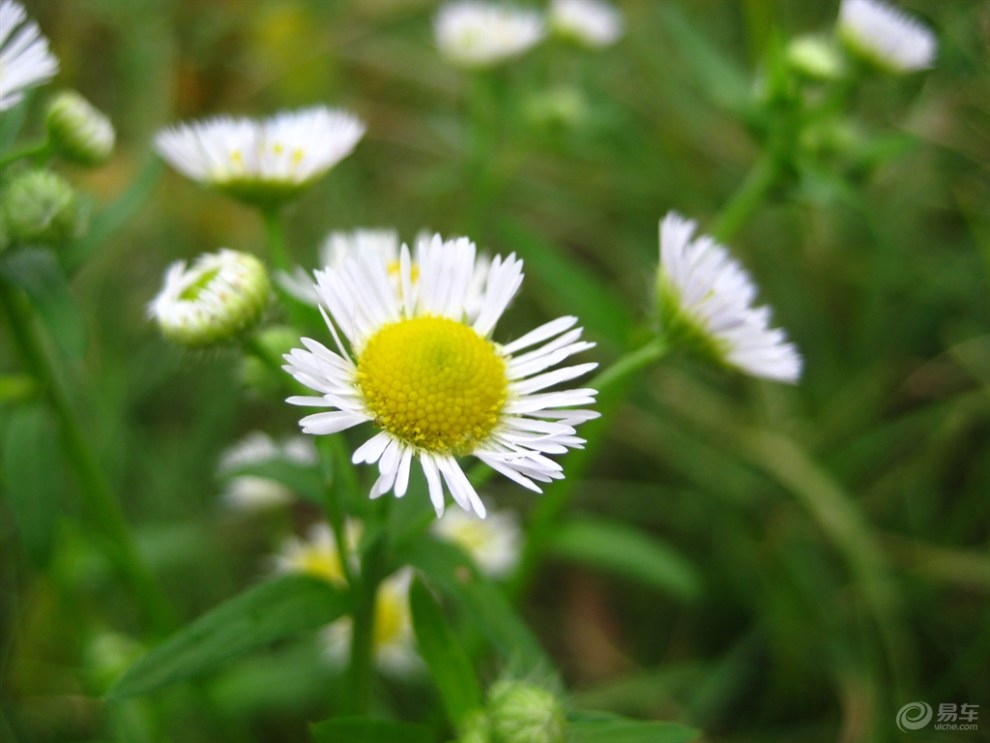 飞蓬花