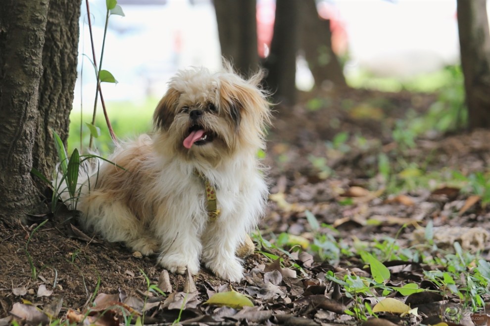 【串串狗】_安徽社区图片集锦_汽车论坛-易车网