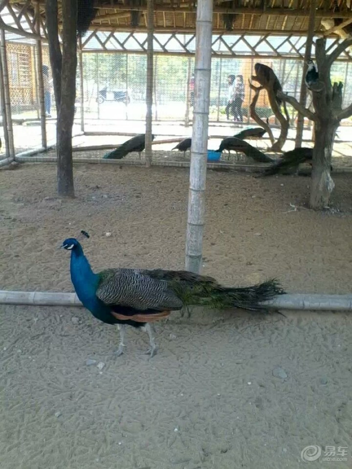 【新娘要结婚了,可惜新郎却不是我-远景SUV】