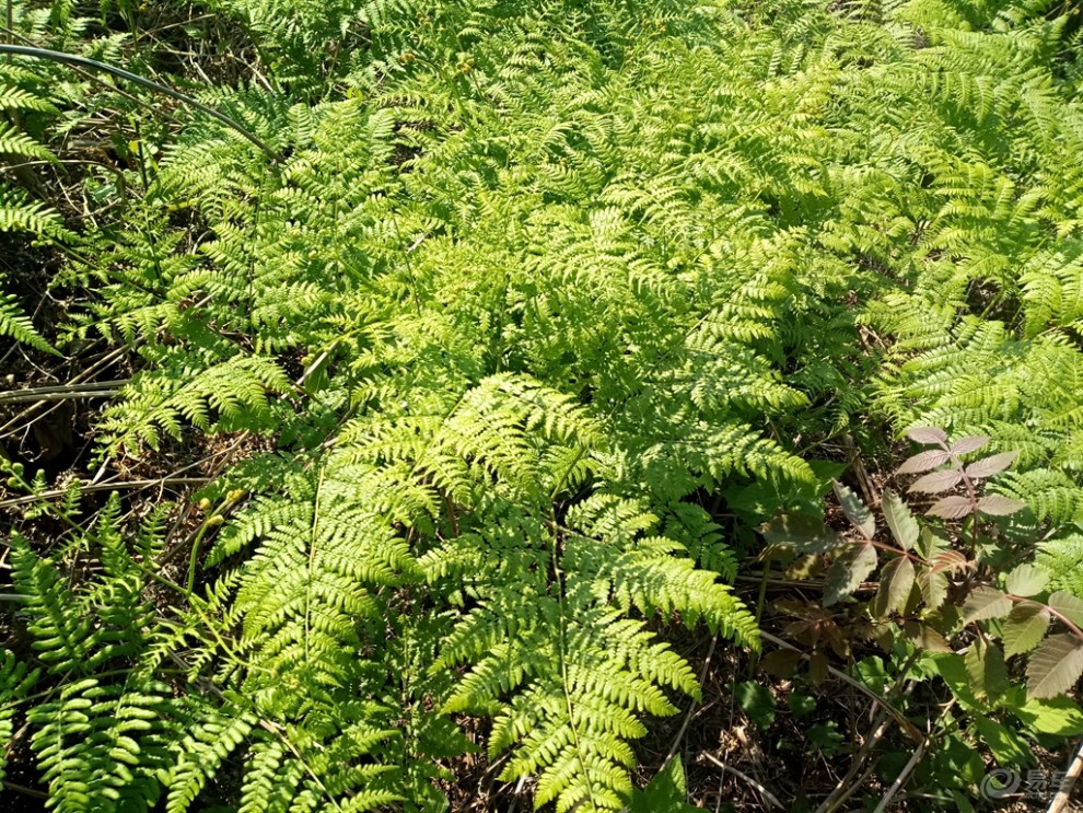 山上拍老蕨菜二