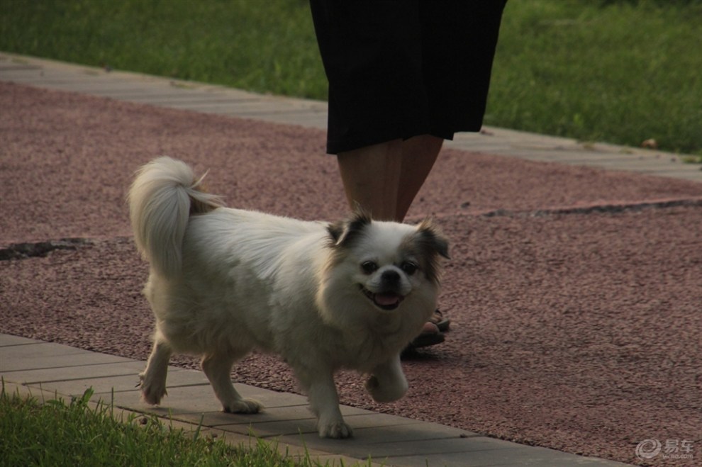 【精华大比拼】走路的京巴犬